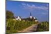 Germany, Hesse, Main-Taunus District, Hochheim Am Main, Vineyards-Udo Siebig-Mounted Photographic Print