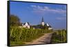 Germany, Hesse, Main-Taunus District, Hochheim Am Main, Vineyards-Udo Siebig-Framed Stretched Canvas