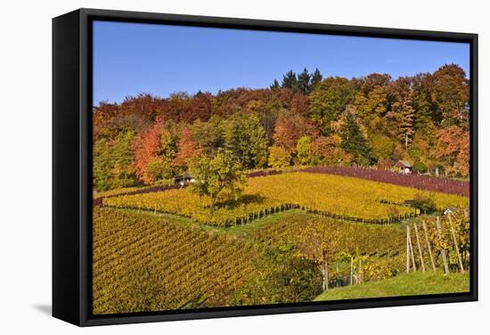 Germany, Hesse, Odenwald (Region), Bergstrasse (Region), Heppenheim (Town), Vineyards, Autumn Mood-Udo Siebig-Framed Stretched Canvas