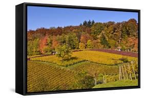 Germany, Hesse, Odenwald (Region), Bergstrasse (Region), Heppenheim (Town), Vineyards, Autumn Mood-Udo Siebig-Framed Stretched Canvas