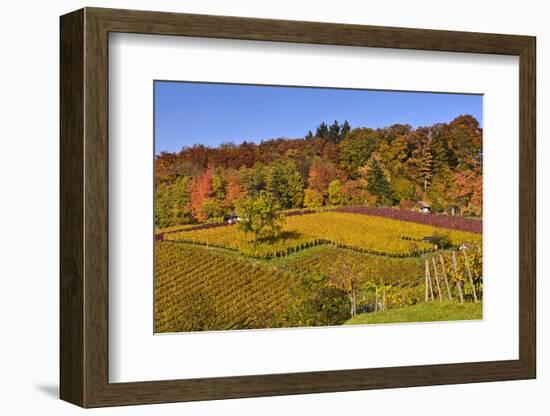 Germany, Hesse, Odenwald (Region), Bergstrasse (Region), Heppenheim (Town), Vineyards, Autumn Mood-Udo Siebig-Framed Photographic Print