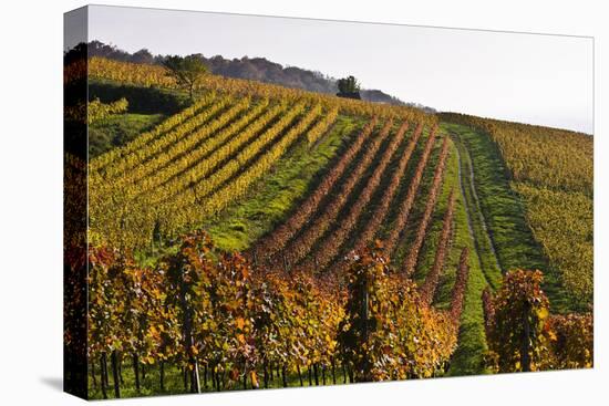 Germany, Hesse, Odenwald (Region), Bergstrasse (Region), Heppenheim (Town), Vineyards, Autumn Mood-Udo Siebig-Stretched Canvas