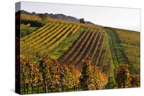 Germany, Hesse, Odenwald (Region), Bergstrasse (Region), Heppenheim (Town), Vineyards, Autumn Mood-Udo Siebig-Stretched Canvas