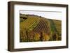 Germany, Hesse, Odenwald (Region), Bergstrasse (Region), Heppenheim (Town), Vineyards, Autumn Mood-Udo Siebig-Framed Photographic Print