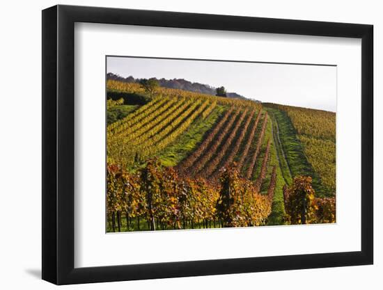 Germany, Hesse, Odenwald (Region), Bergstrasse (Region), Heppenheim (Town), Vineyards, Autumn Mood-Udo Siebig-Framed Photographic Print