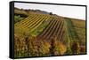 Germany, Hesse, Odenwald (Region), Bergstrasse (Region), Heppenheim (Town), Vineyards, Autumn Mood-Udo Siebig-Framed Stretched Canvas