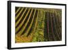 Germany, Hesse, Odenwald (Region), Bergstrasse (Region), Heppenheim (Town), Vineyards, Autumn Mood-Udo Siebig-Framed Photographic Print