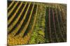 Germany, Hesse, Odenwald (Region), Bergstrasse (Region), Heppenheim (Town), Vineyards, Autumn Mood-Udo Siebig-Mounted Photographic Print