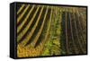 Germany, Hesse, Odenwald (Region), Bergstrasse (Region), Heppenheim (Town), Vineyards, Autumn Mood-Udo Siebig-Framed Stretched Canvas