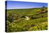 Germany, Hesse, Rheingau Region, Oestrich-Winkel, District Hallgarten, Vineyards-Udo Siebig-Stretched Canvas