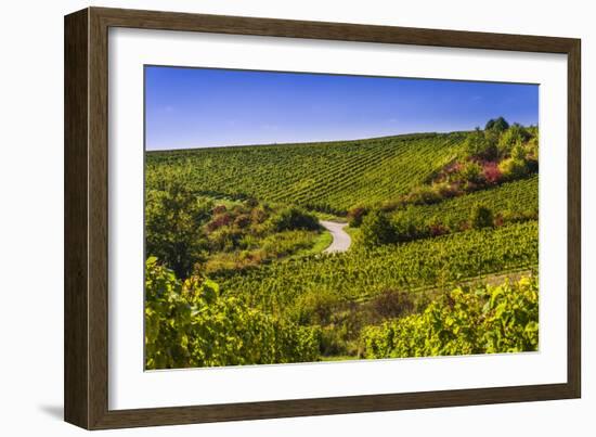 Germany, Hesse, Rheingau Region, Oestrich-Winkel, District Hallgarten, Vineyards-Udo Siebig-Framed Photographic Print