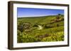 Germany, Hesse, Rheingau Region, Oestrich-Winkel, District Hallgarten, Vineyards-Udo Siebig-Framed Photographic Print