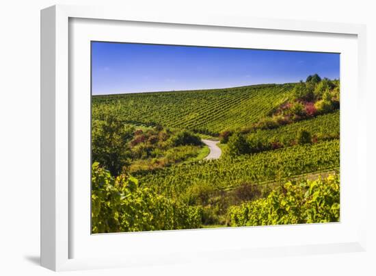 Germany, Hesse, Rheingau Region, Oestrich-Winkel, District Hallgarten, Vineyards-Udo Siebig-Framed Photographic Print