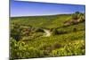 Germany, Hesse, Rheingau Region, Oestrich-Winkel, District Hallgarten, Vineyards-Udo Siebig-Mounted Photographic Print