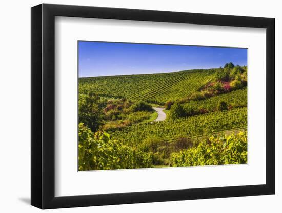 Germany, Hesse, Rheingau Region, Oestrich-Winkel, District Hallgarten, Vineyards-Udo Siebig-Framed Photographic Print