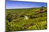 Germany, Hesse, Rheingau Region, Oestrich-Winkel, District Hallgarten, Vineyards-Udo Siebig-Mounted Photographic Print