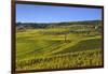 Germany, Hesse, Rheingau (Region), RŸdesheim Am Rhein (Town), Cable Car to the Niederwald Monument-Udo Siebig-Framed Photographic Print