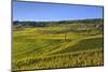 Germany, Hesse, Rheingau (Region), RŸdesheim Am Rhein (Town), Cable Car to the Niederwald Monument-Udo Siebig-Mounted Photographic Print