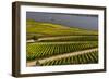 Germany, Hesse, Rheingau (Region), RŸdesheim Am Rhein (Town), Vineyards-Udo Siebig-Framed Photographic Print