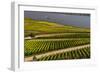 Germany, Hesse, Rheingau (Region), RŸdesheim Am Rhein (Town), Vineyards-Udo Siebig-Framed Photographic Print