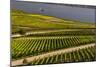 Germany, Hesse, Rheingau (Region), RŸdesheim Am Rhein (Town), Vineyards-Udo Siebig-Mounted Photographic Print