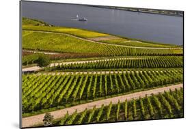 Germany, Hesse, Rheingau (Region), RŸdesheim Am Rhein (Town), Vineyards-Udo Siebig-Mounted Photographic Print