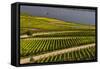 Germany, Hesse, Rheingau (Region), RŸdesheim Am Rhein (Town), Vineyards-Udo Siebig-Framed Stretched Canvas