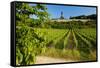 Germany, Hessen, Middle Rhine Valley, RŸdesheim, Vineyard, Niederwalddenkmal, Morning Light-Chris Seba-Framed Stretched Canvas