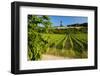 Germany, Hessen, Middle Rhine Valley, RŸdesheim, Vineyard, Niederwalddenkmal, Morning Light-Chris Seba-Framed Photographic Print