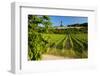 Germany, Hessen, Middle Rhine Valley, RŸdesheim, Vineyard, Niederwalddenkmal, Morning Light-Chris Seba-Framed Photographic Print