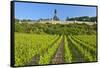 Germany, Hessen, Middle Rhine Valley, R?desheim, Vineyard, Niederwalddenkmal, Morning Light-Chris Seba-Framed Stretched Canvas