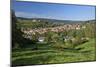 Germany, Hessen, Northern Hessen, Spangenberg, Townscape, Meadow, Cattle, Bison Herd, Grazing-Chris Seba-Mounted Photographic Print