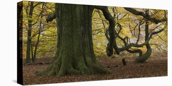 Germany, Hessen, Reinhardswald, Primeval Forest Sababurg, Copper Beech-Andreas Keil-Stretched Canvas