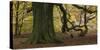 Germany, Hessen, Reinhardswald, Primeval Forest Sababurg, Copper Beech-Andreas Keil-Stretched Canvas