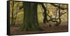 Germany, Hessen, Reinhardswald, Primeval Forest Sababurg, Copper Beech-Andreas Keil-Framed Stretched Canvas