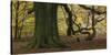 Germany, Hessen, Reinhardswald, Primeval Forest Sababurg, Copper Beech-Andreas Keil-Stretched Canvas
