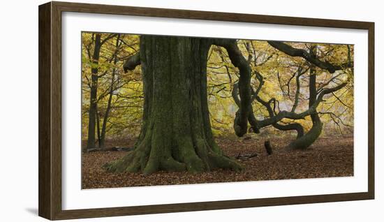 Germany, Hessen, Reinhardswald, Primeval Forest Sababurg, Copper Beech-Andreas Keil-Framed Photographic Print