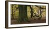 Germany, Hessen, Reinhardswald, Primeval Forest Sababurg, Copper Beech-Andreas Keil-Framed Photographic Print