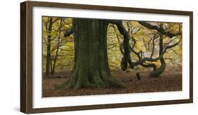 Germany, Hessen, Reinhardswald, Primeval Forest Sababurg, Copper Beech-Andreas Keil-Framed Photographic Print