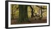 Germany, Hessen, Reinhardswald, Primeval Forest Sababurg, Copper Beech-Andreas Keil-Framed Photographic Print