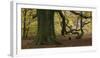 Germany, Hessen, Reinhardswald, Primeval Forest Sababurg, Copper Beech-Andreas Keil-Framed Photographic Print