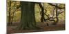 Germany, Hessen, Reinhardswald, Primeval Forest Sababurg, Copper Beech-Andreas Keil-Mounted Photographic Print