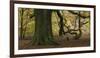 Germany, Hessen, Reinhardswald, Primeval Forest Sababurg, Copper Beech-Andreas Keil-Framed Photographic Print