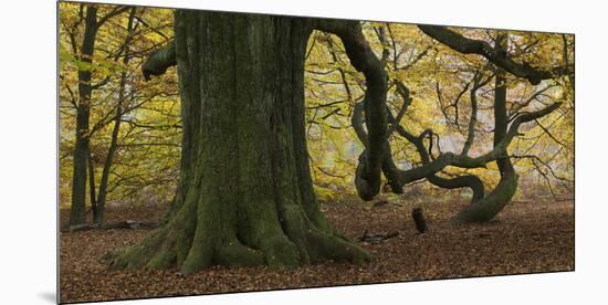 Germany, Hessen, Reinhardswald, Primeval Forest Sababurg, Copper Beech-Andreas Keil-Mounted Photographic Print