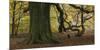 Germany, Hessen, Reinhardswald, Primeval Forest Sababurg, Copper Beech-Andreas Keil-Mounted Photographic Print
