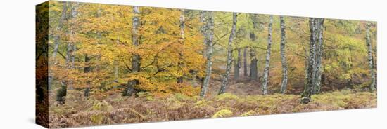 Germany, Hessen, Reinhardswald, Primeval Forest Sababurg, Deciduous Forest in Autumn with Ferns-Andreas Keil-Stretched Canvas