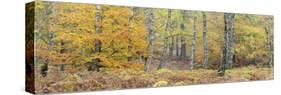 Germany, Hessen, Reinhardswald, Primeval Forest Sababurg, Deciduous Forest in Autumn with Ferns-Andreas Keil-Stretched Canvas
