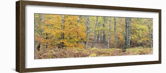 Germany, Hessen, Reinhardswald, Primeval Forest Sababurg, Deciduous Forest in Autumn with Ferns-Andreas Keil-Framed Photographic Print