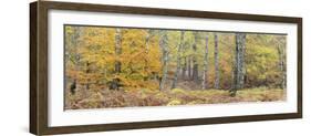 Germany, Hessen, Reinhardswald, Primeval Forest Sababurg, Deciduous Forest in Autumn with Ferns-Andreas Keil-Framed Photographic Print