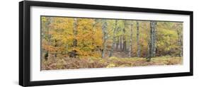 Germany, Hessen, Reinhardswald, Primeval Forest Sababurg, Deciduous Forest in Autumn with Ferns-Andreas Keil-Framed Photographic Print